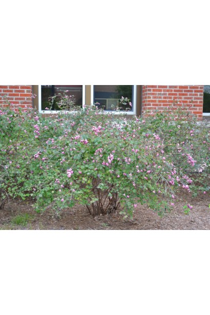 Сніжноягідник рожевий Аметист 